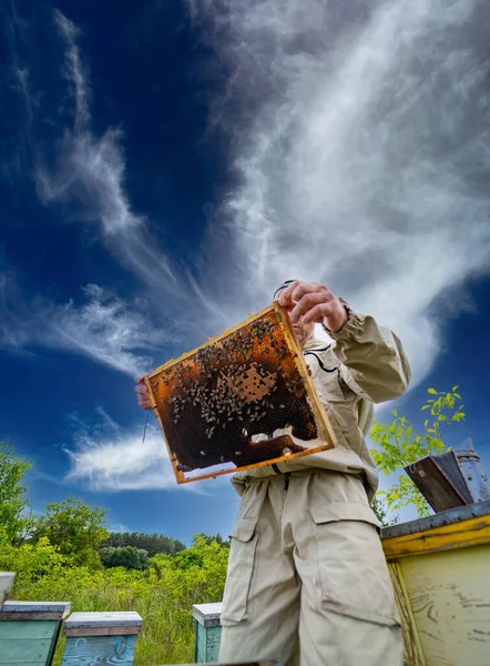 Beeswax Honeycomb Apiary Hands Beekeeper Showing Wooden Frame Insects — Foto Stock