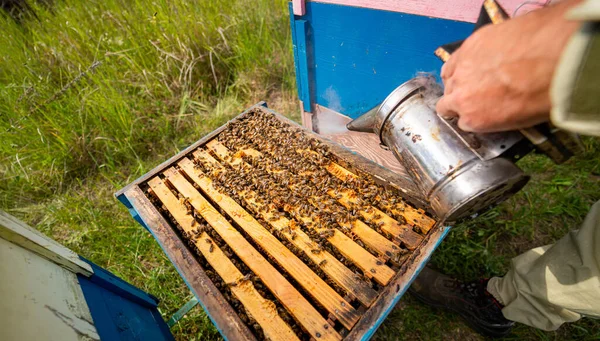 Agricultural Beekeeping Farm Wooden Honeycombs Apairy — ストック写真