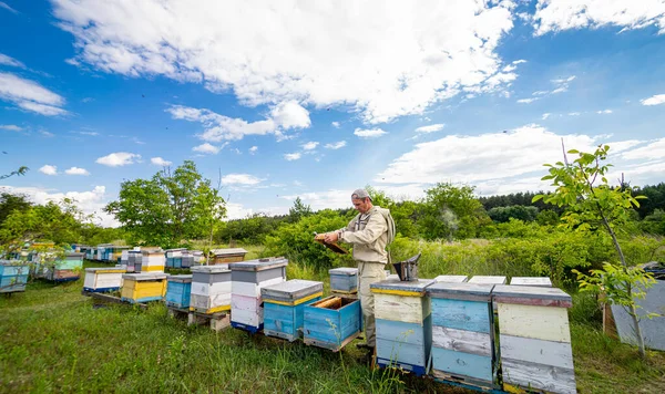 Countryside Apiary Honeybee Beekeeping Wooden Honeycombs Landscape — 스톡 사진