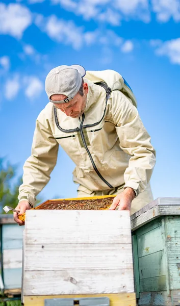 Houten Honingraatjes Landbouwbedrijf Voor Bijenteelt — Stockfoto