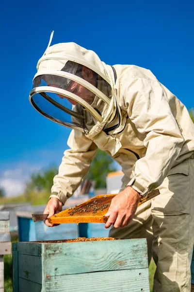 Bal Peteği Olan Koruyucu Kostümlü Bir Işçi Arı Yetiştiricisi Arıcılarla — Stok fotoğraf