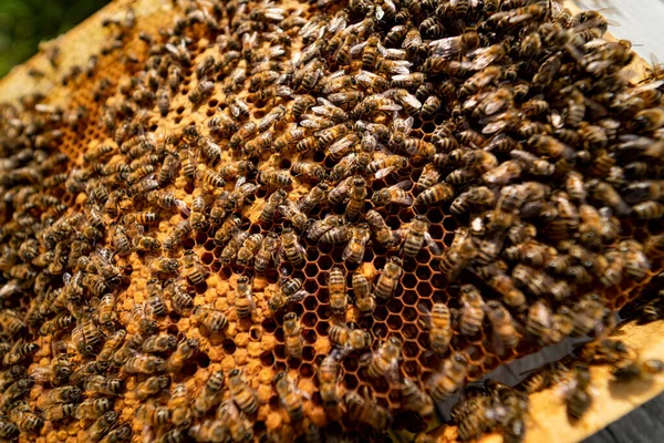 Close View Beekeeping Insects Wooden Beeswax Apiary — Zdjęcie stockowe