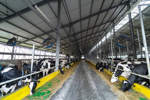 Hangar of farming milk with cows. Agricultural countryside milk industry.