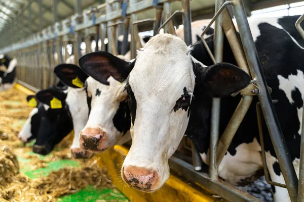 Close up view of diary cow for farming cow. Young animal grazing countryside.