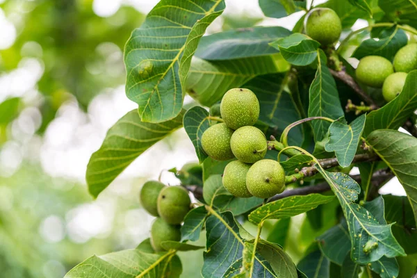 Tropical Countryside Fresh Plants Green Farming Fruits Tree — Photo