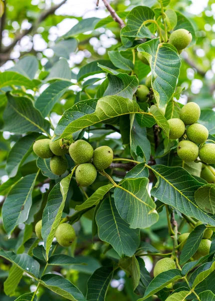 Ağaçtaki Yeşil Tarım Meyveleri Tropikal Kırsal Taze Bitkiler — Stok fotoğraf