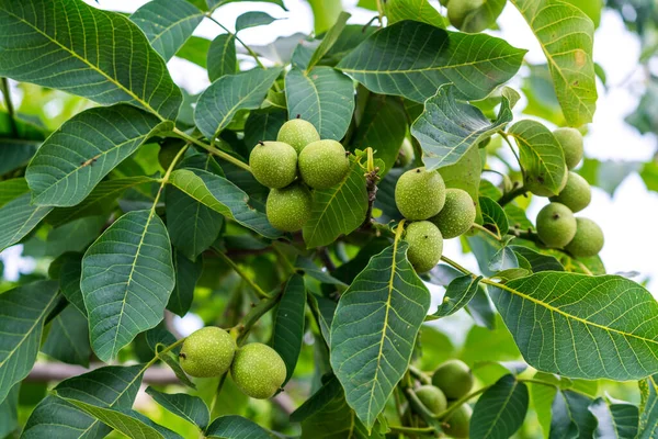 Summer Green Plant Organic Fruit Close View Baby Figs Growing — Photo