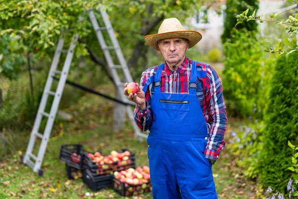 Outdoor farming worker in garden. Handsome gardener with apples.