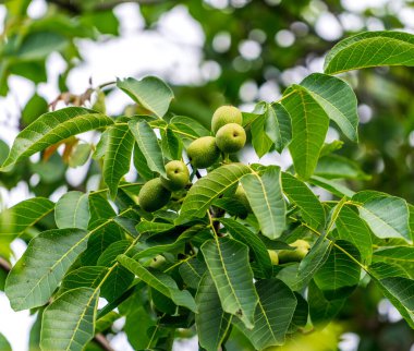 Green close up view fruits with leaves. Green ripe gooseberries with leaves as background.