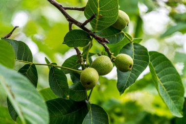 Green gooseberries with leaves as background. Green close up view fruits with leaves.