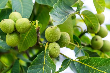 Organic fresh plant close up. Green summer nuts farming.