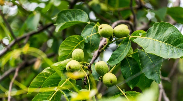 tree branch with green leaves in summer