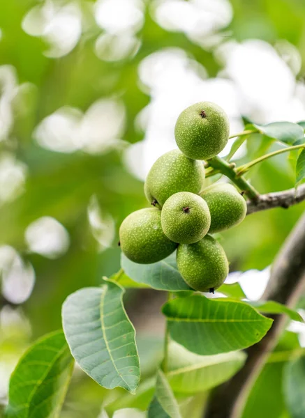 Organic Growth Summer Plants Close View Green Branch Nut Tree — Stockfoto