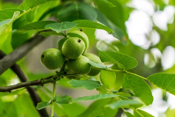 Green Branch Nut Tree Organic Growth Summer Plants Close View — Stockfoto