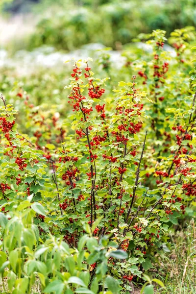 Red Ripe Raspberries Bush Healthy Natural Juicy Fruits — Stockfoto