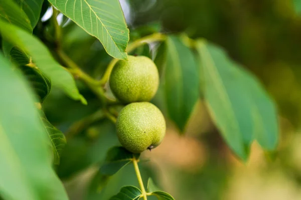 Macro Shot Organic Green Nuts Branch Close View Summer Nut — Stok fotoğraf