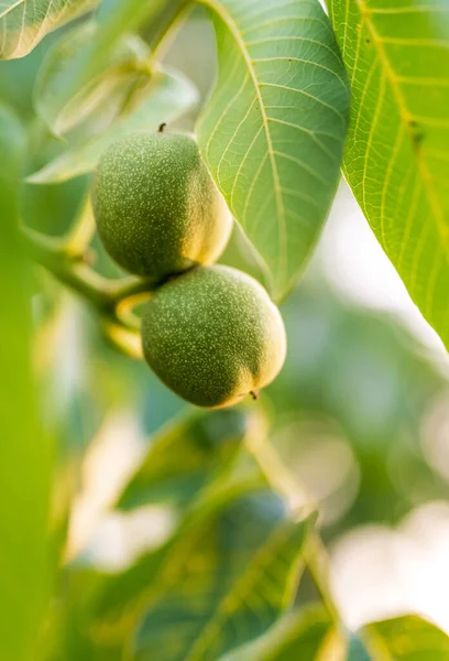 Close View Green Nut Tree Natural Branch Summer Organic Food — Stockfoto