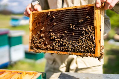 Wooden honey bee farming. Beekeeping farming apiary.