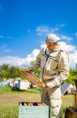 Apiary beekeeping farming. Wooden frame holding in hands.