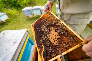 Beekeeping farming apiary. Wooden honey bee farming.