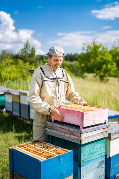 养蜂人在Apiary 养蜂人在养蜂场与蜜蜂和蜂窝一起工作 — 图库照片