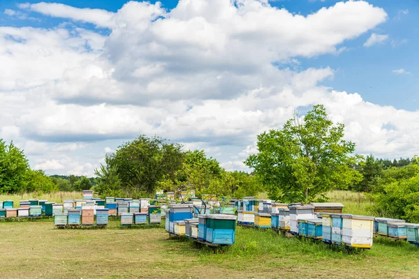 Beautiful Field Honey Hives Summer Outdoor Bee Apiary — Stockfoto