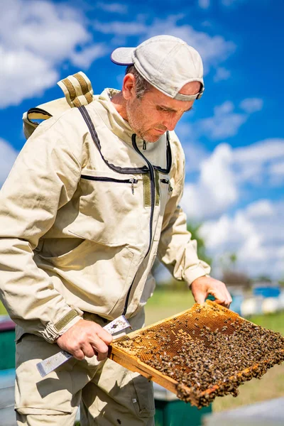 Handsome Beekeeper Wooden Frame Summer Honey Farming —  Fotos de Stock