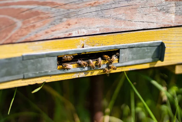 Στενή Άποψη Των Μελισσοκομικών Εντόμων Μελισσοκομία Νέκταρ Οικολογίας — Φωτογραφία Αρχείου