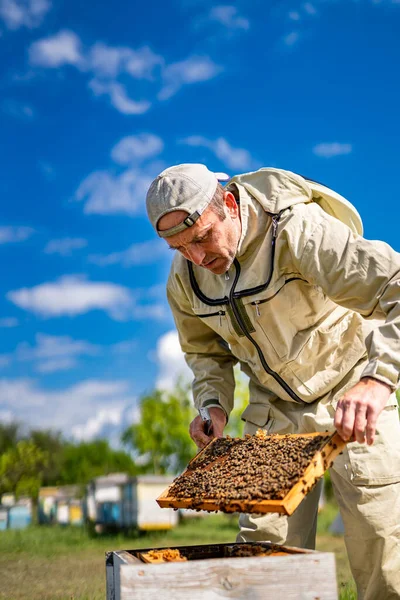Wooden Frame Holding Hands Apiary Beekeeping Farming — Foto Stock