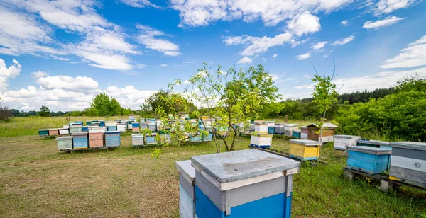 Θερινό Υπαίθριο Μελισσοκομείο Όμορφο Πεδίο Μελιού Κυψέλες — Φωτογραφία Αρχείου