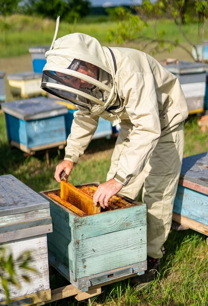 Απιαρίστας Προστατευτική Στολή Που Δουλεύει Κηρήθρες Προστασία Των Μελισσοκομικών Υφασμάτων — Φωτογραφία Αρχείου