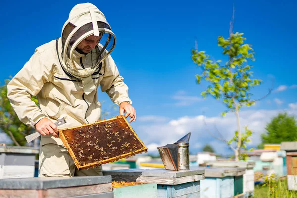 Μελισσοκόμος Που Δουλεύει Ξύλινα Κουφώματα Μελισσοκόμος Επιθεώρηση Χτένες — Φωτογραφία Αρχείου