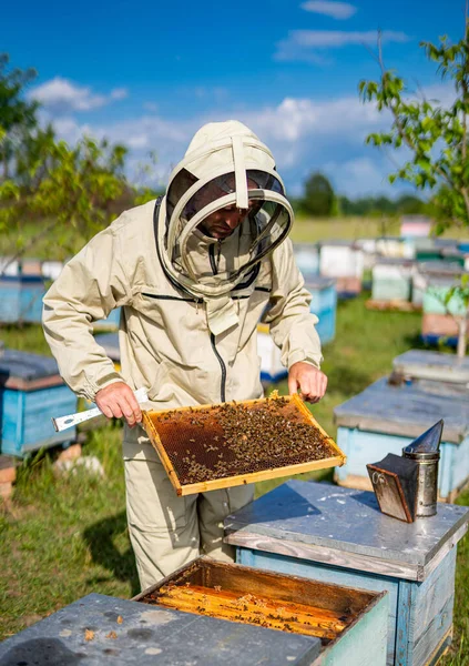 Μελισσοκόμος Επιθεωρεί Χτένες Μελισσοκόμος Που Εργάζεται Ξύλινα Πλαίσια — Φωτογραφία Αρχείου