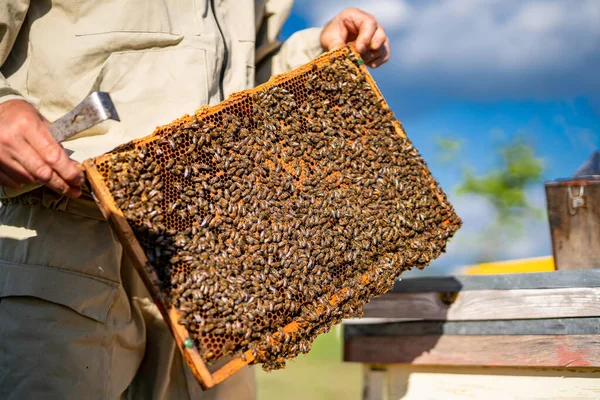 Beehive Wooden Frame Honey Farming Garden Beekeeping Apiary — Foto Stock