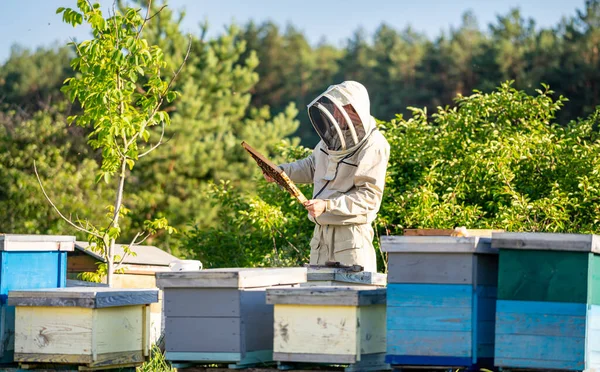 Successful Beekeeper Working Hives Agricultural Summer Honey Farming — Stockfoto