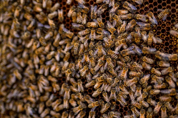 Macro View Bee Hives Natural Insect Honeycombs — Foto Stock