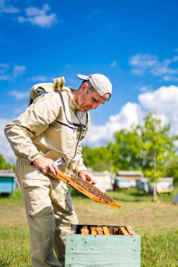 Beekeeping collect honey concept. Professional beekeeper working with wooden frames.