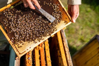 Beekeeping wooden frame concept. Apiary natural honey hatvesting.