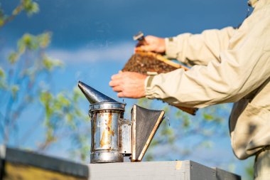 Inspection by a beekeeper frames with bees. Honeycombs picking up.