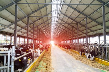 Hayvan çiftliği. Süt yetiştiriciliği. İnek besleme hangarı.