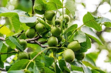 Ağaçtaki küçük yeşil, taze cevizler. Bahçe fındık dalları.