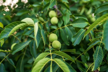 Dalda organik fındık yetişiyor. Yeşil ceviz ağacı..