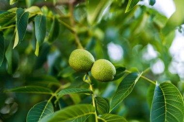 Ağaçta yeşil cevizler var. Yapraklarla yetişen cevizler..