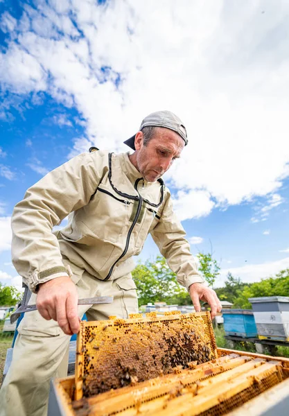 Abeja Agricultura Profesional Con Marcos Madera Apicultor Apicultor Uniforme Protector —  Fotos de Stock