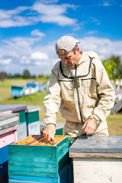 Professionele Bierhouder Die Met Bijenkorven Werkt Knappe Bijenhouderij Zoete Honing — Stockfoto