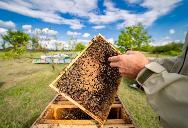 Κυψέλη Ξύλινο Πλαίσιο Για Μελισσοκομία Συγκομιδή Μελιού Στο Μελισσοκομείο — Φωτογραφία Αρχείου