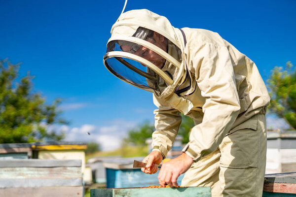 Beekeeper working with honeycombs in uniform. Man in protective uniform working on a small apiary.