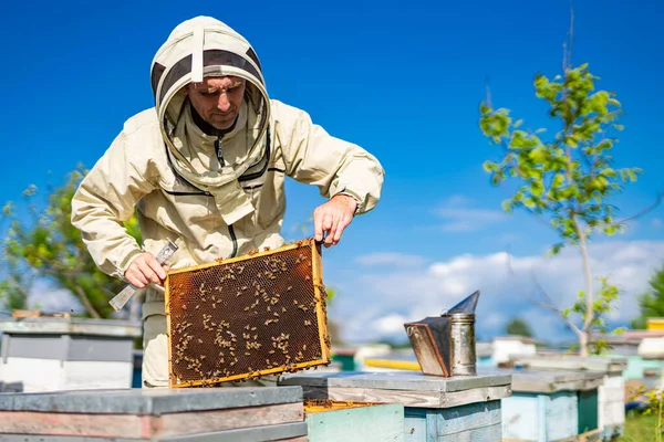 Koruyucu Üniformalı Bir Apiculture Arıcısı Ahşap Çerçeveli Profesyonel Arıcılık — Stok fotoğraf