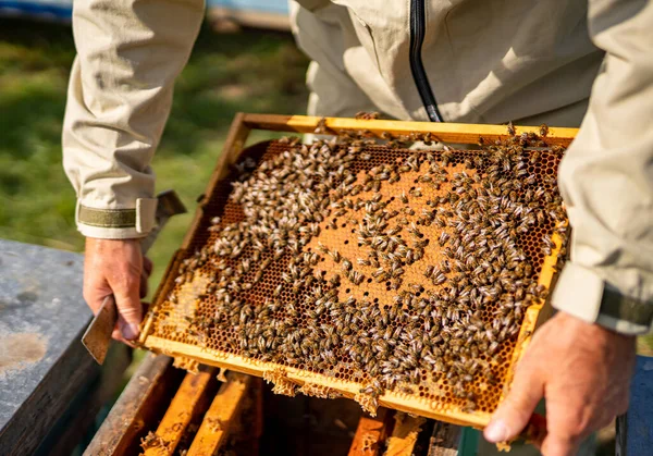 Сладкая Сотовая Ферма Пчеловодческие Деревянные Рамы — стоковое фото