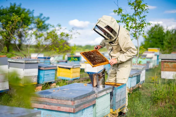 Een Man Beschermend Uniform Die Aan Een Kleine Bijenstal Werkt — Stockfoto